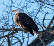 2023 02 11 RedwingEagles 014